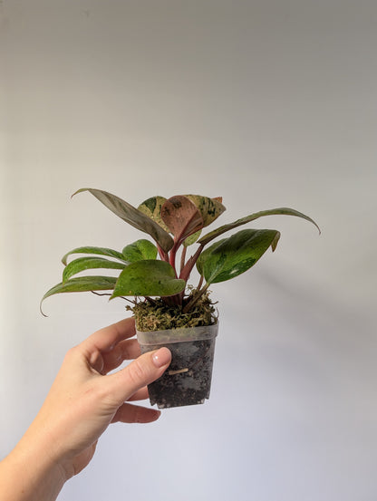 Philodendron green Congo mint variegated dwarf