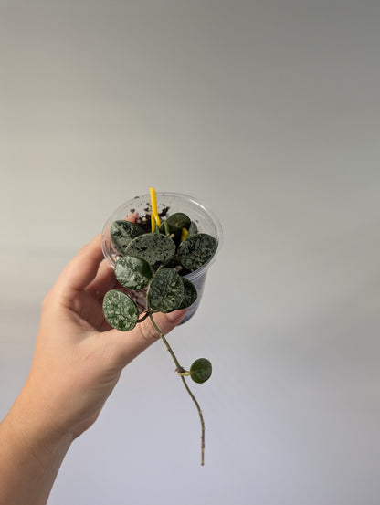 Hoya Mathilde silver splash