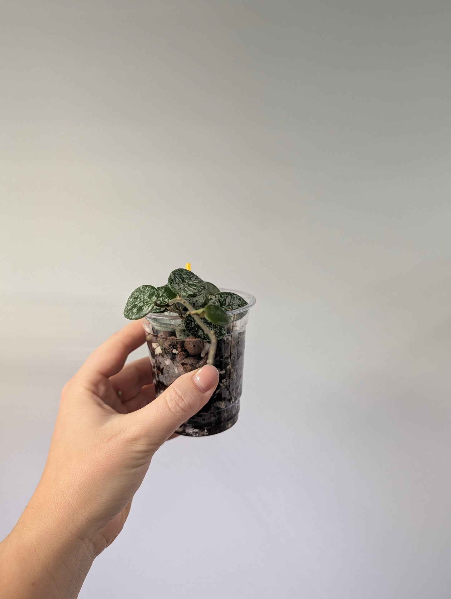 Hoya Mathilde silver splash