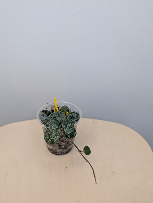 Hoya Mathilde silver splash