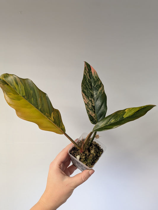 Philodendron caramel marble variegated
