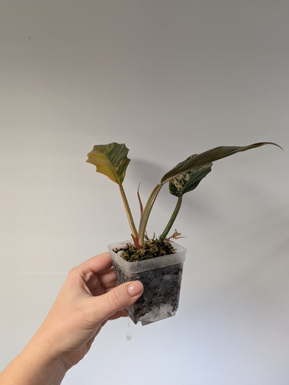 Philodendron caramel marble variegated