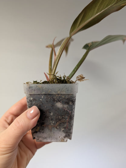 Philodendron caramel marble variegated