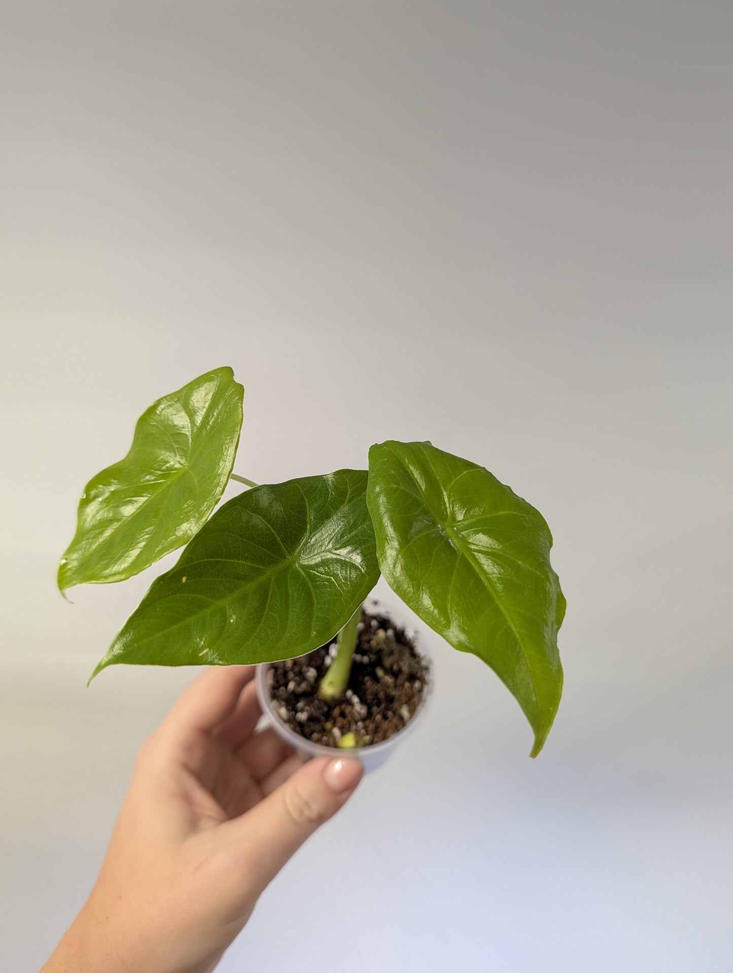 Alocasia / gift with a purchase
