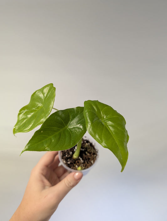 Alocasia / gift with a purchase