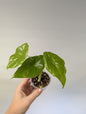 Alocasia / gift with a purchase