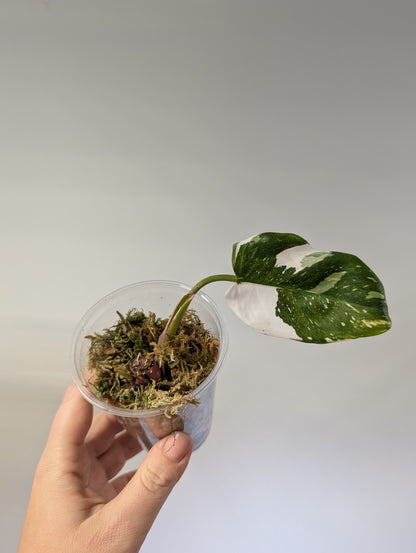 Philodendron white Princess / Gift with a purchase