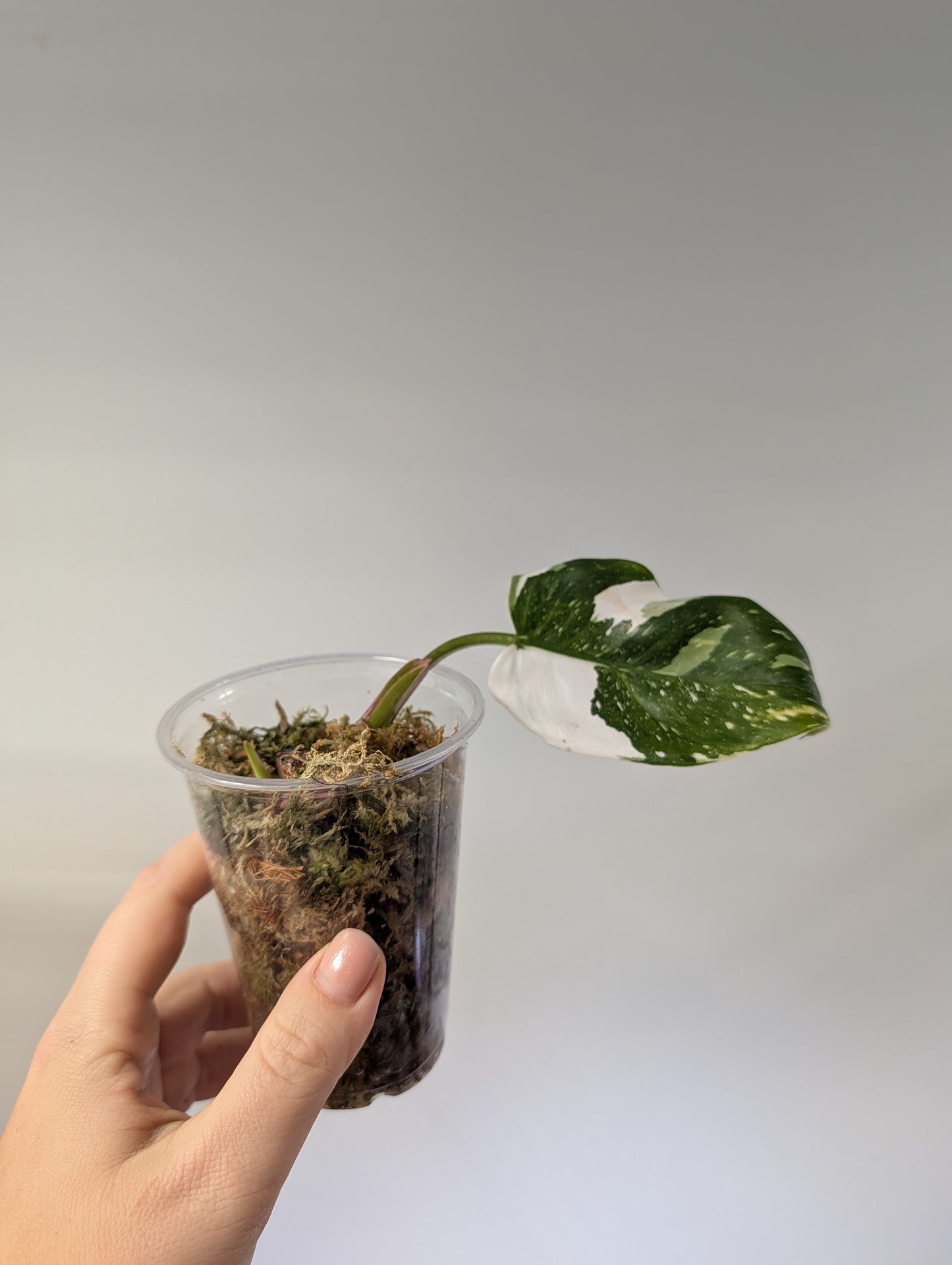 Philodendron white Princess / Gift with a purchase