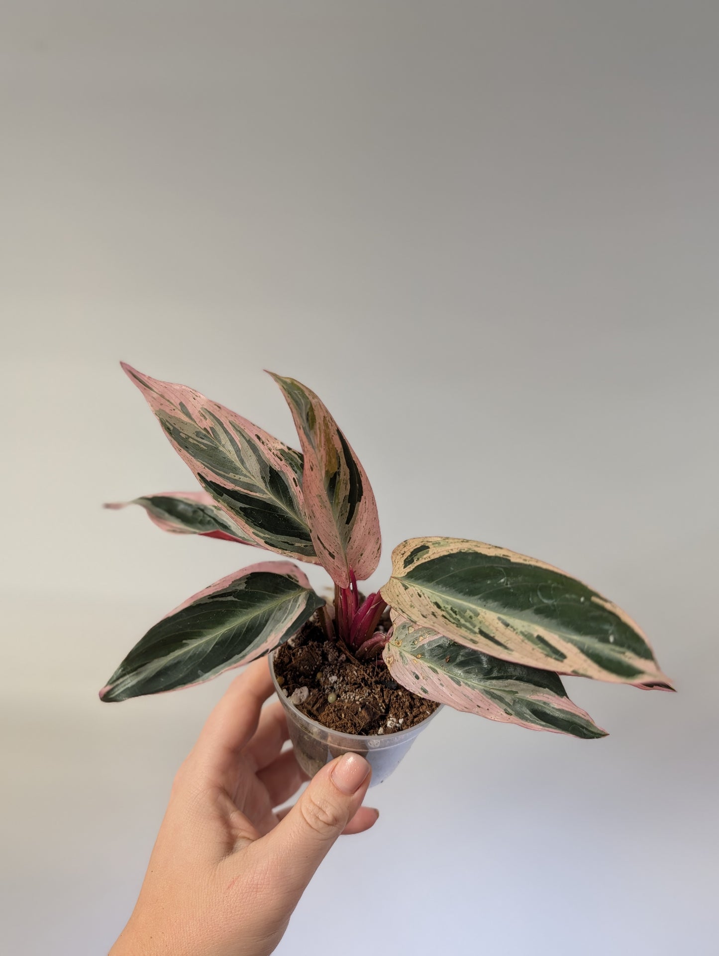 Stromanthe multicolor/ rare 🦄