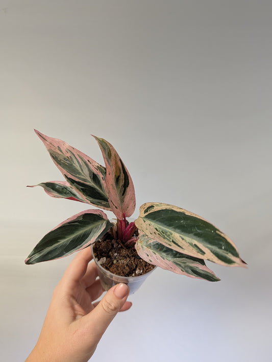 Stromanthe multicolor/ rare 🦄