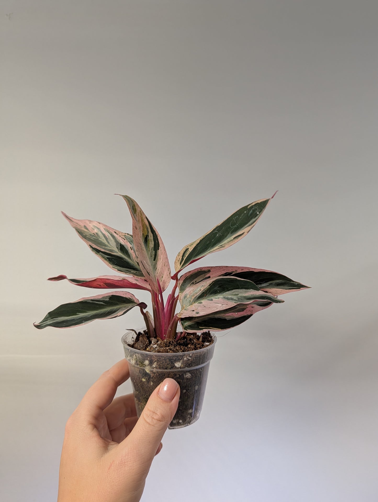 Stromanthe multicolor/ rare 🦄