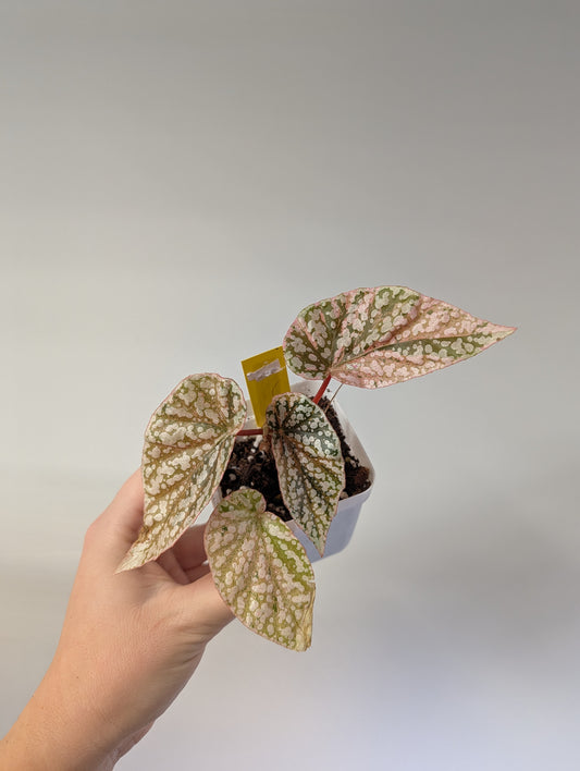 Begonia Snow Capped variegated