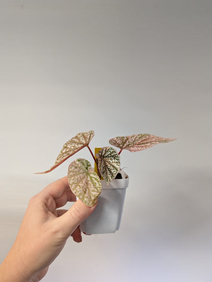 Begonia Snow Capped variegated