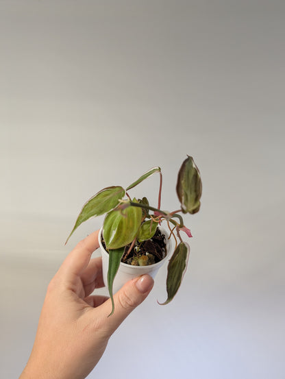 Philodendron Micans Halo / sparkling variegated leaves