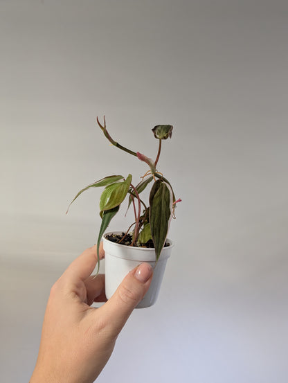 Philodendron Micans Halo / sparkling variegated leaves