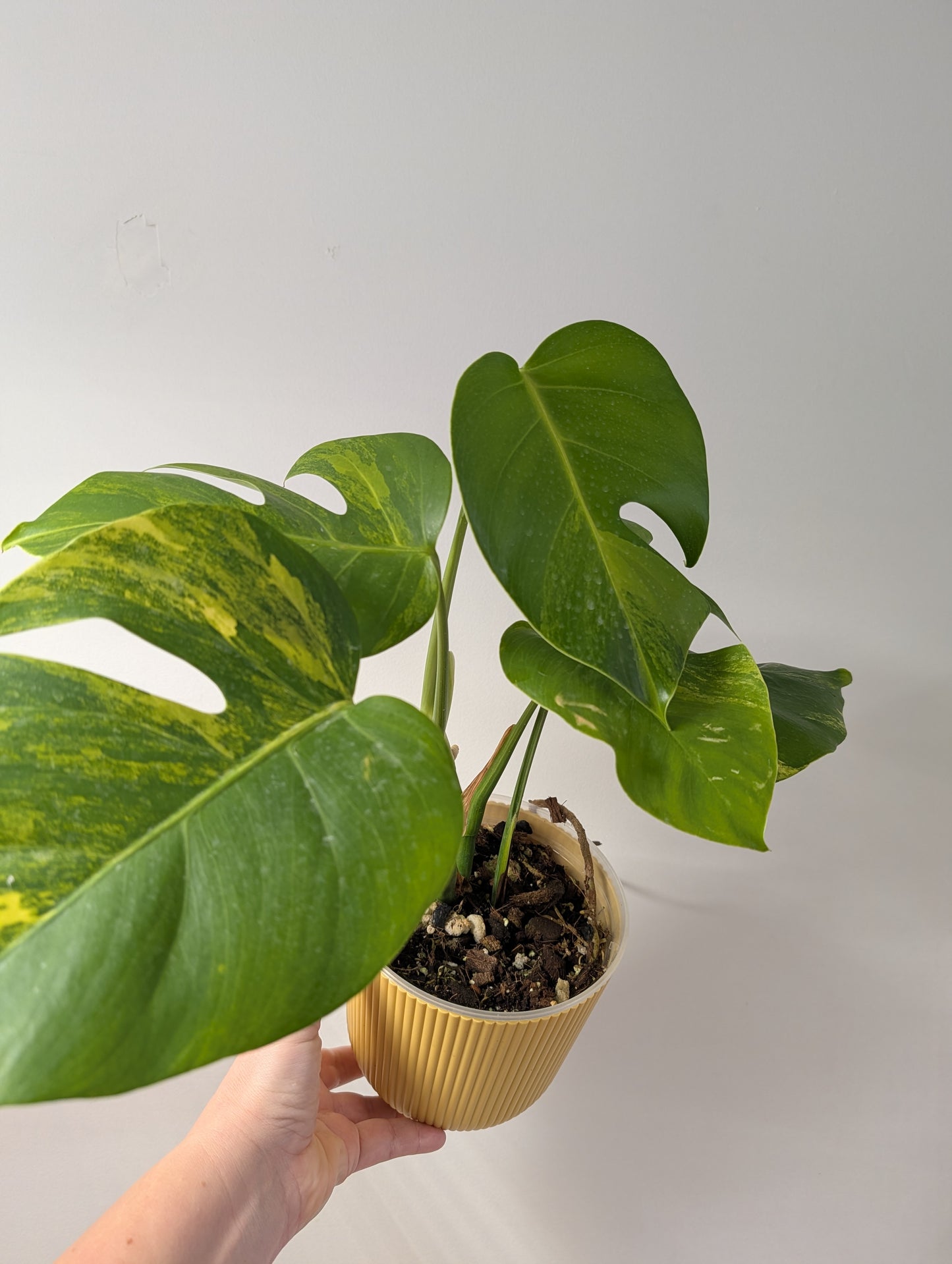 Monstera yellow variegated