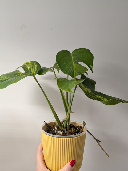 Monstera yellow variegated