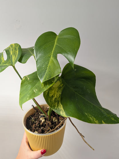 Monstera yellow variegated