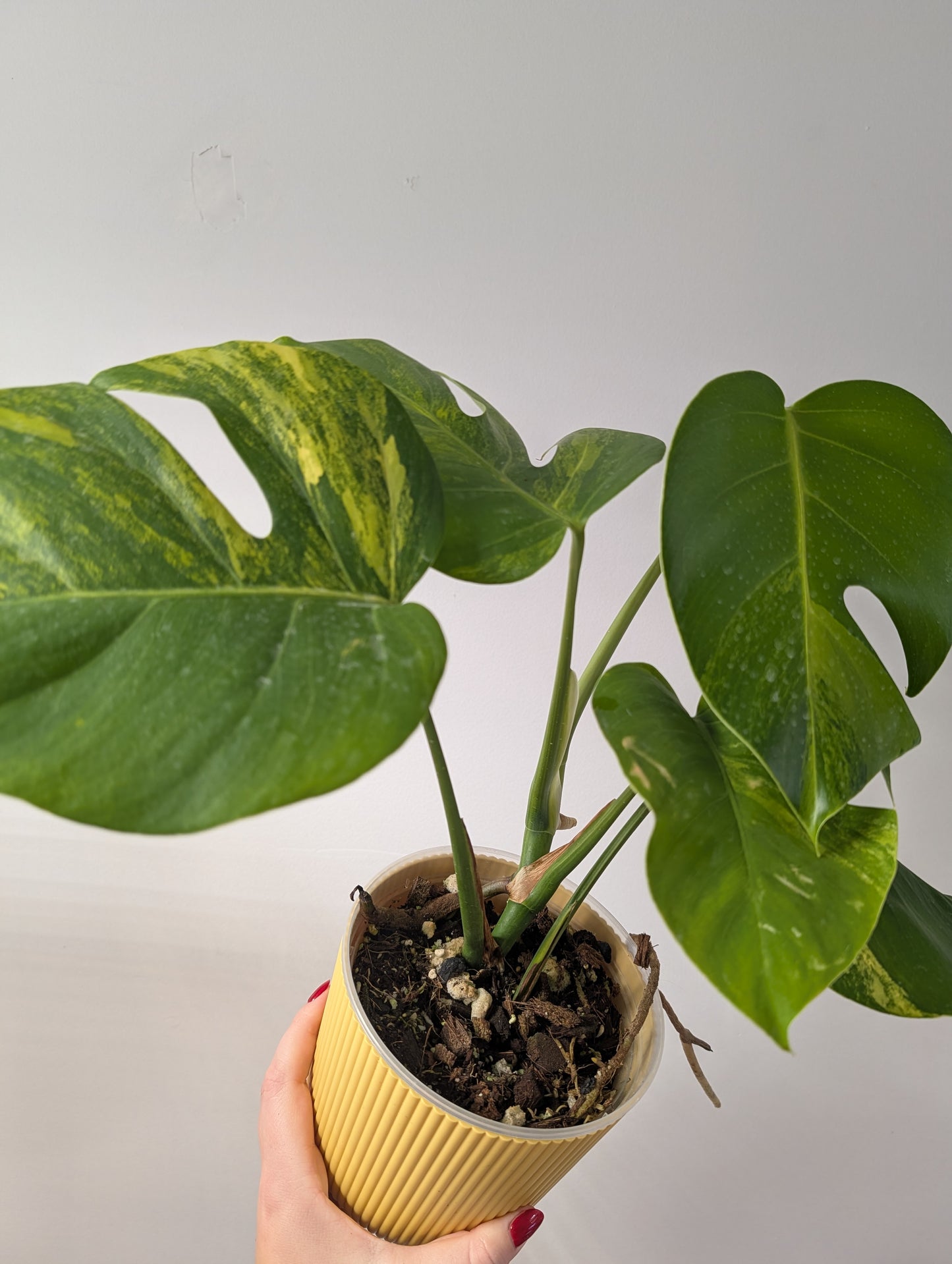 Monstera yellow variegated