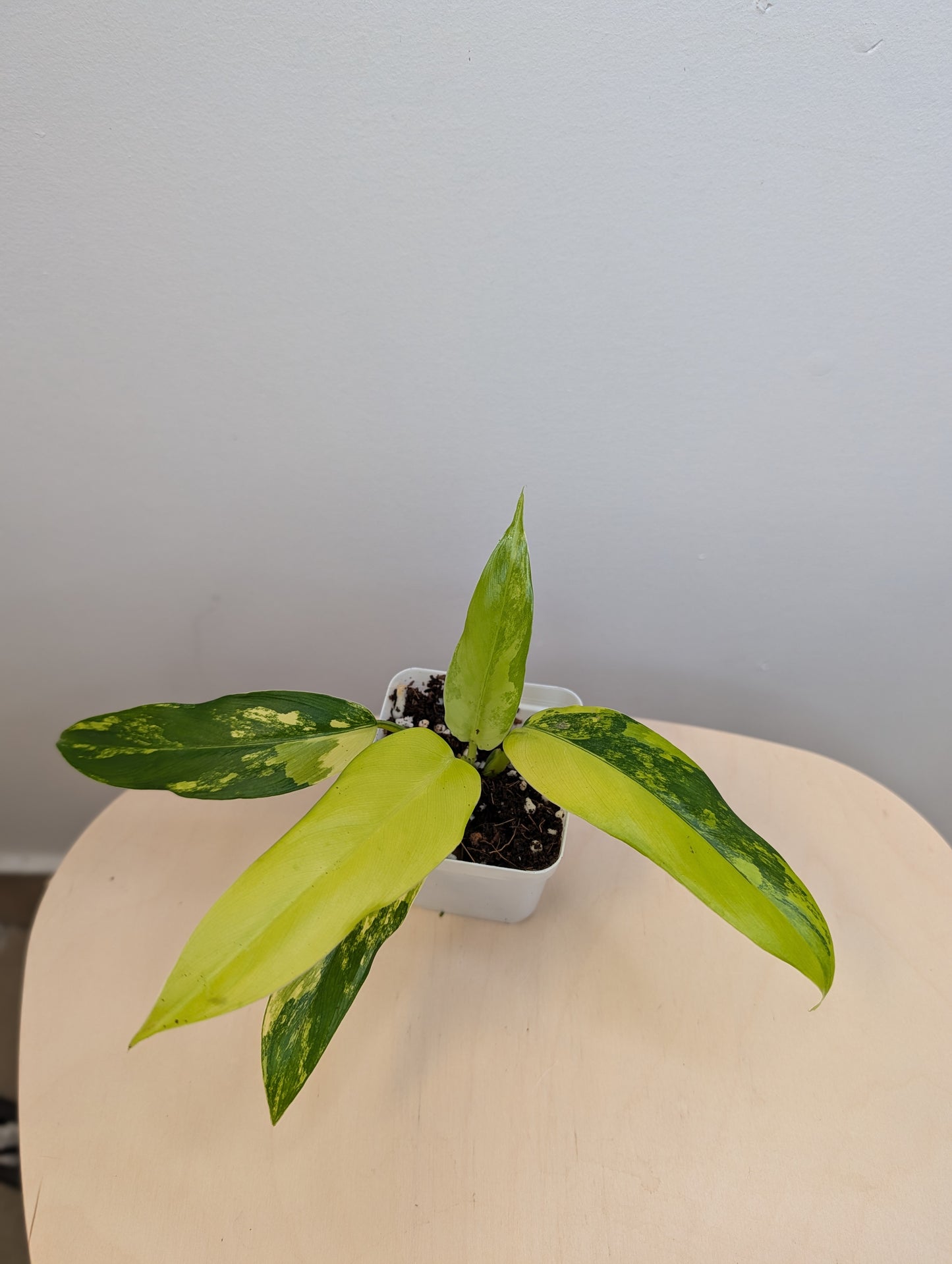 Philodendron domesticum variegated