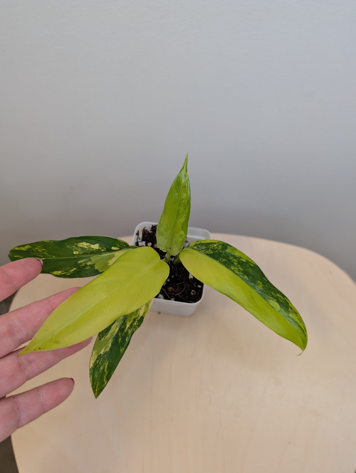 Philodendron domesticum variegated