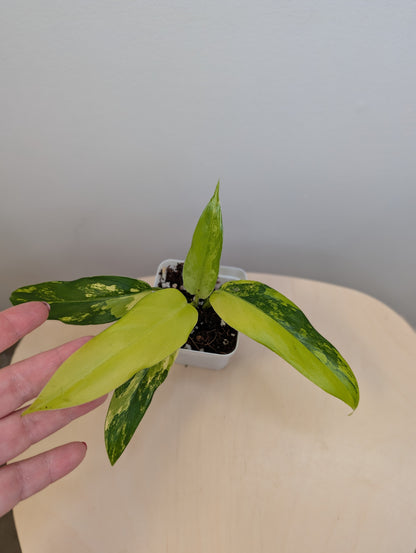 Philodendron domesticum variegated