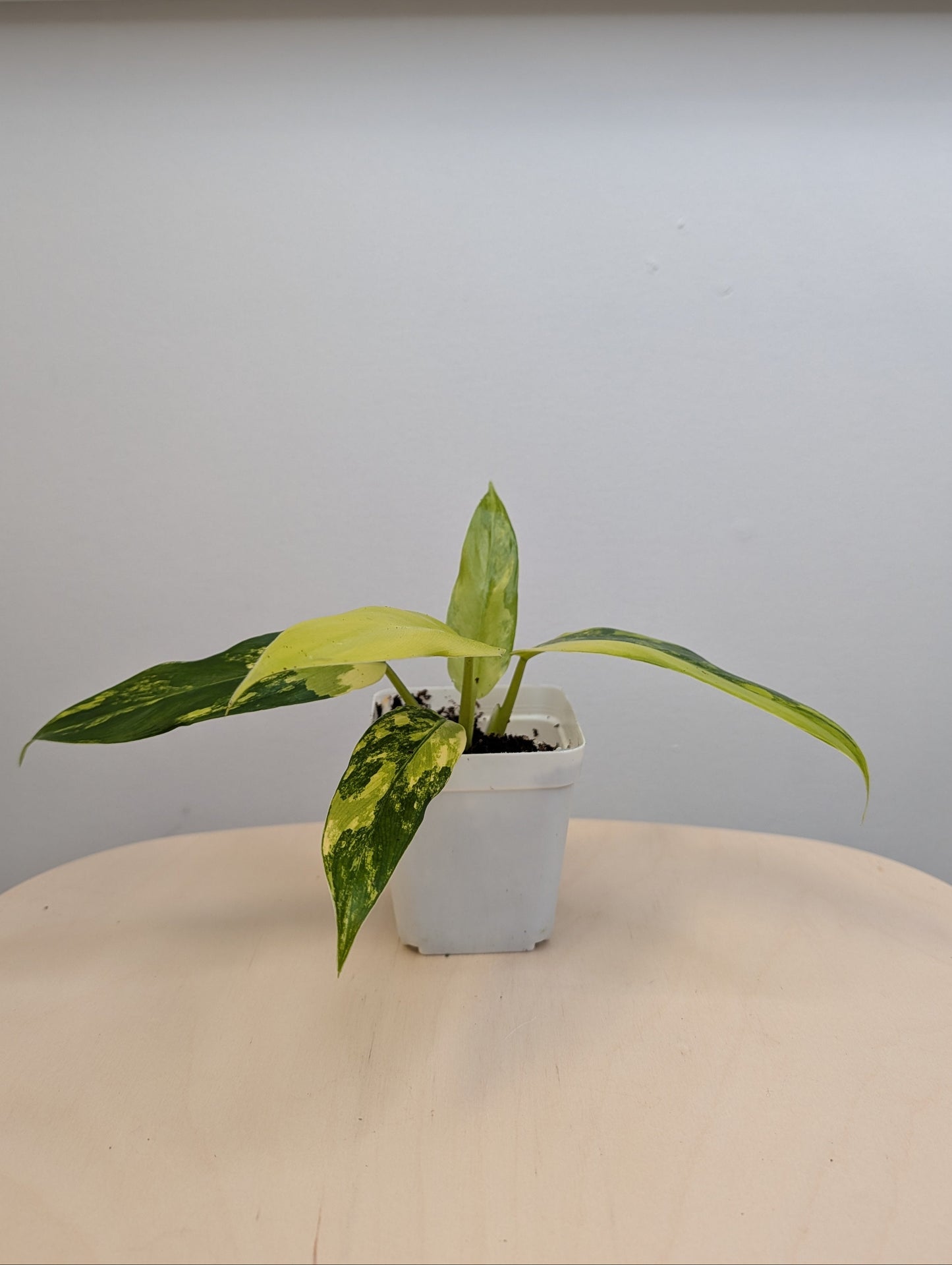 Philodendron domesticum variegated