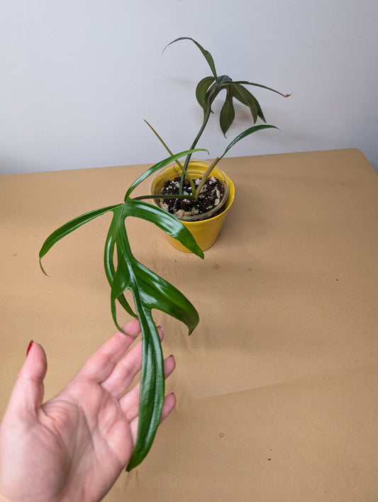 Philodendron Quercifolium / uncommon philodendron