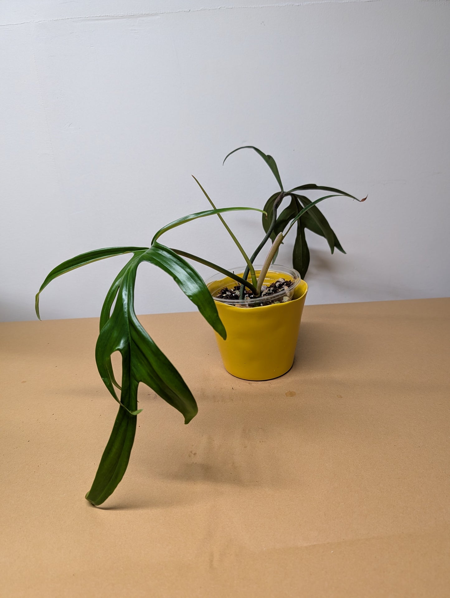 Philodendron Quercifolium / uncommon philodendron