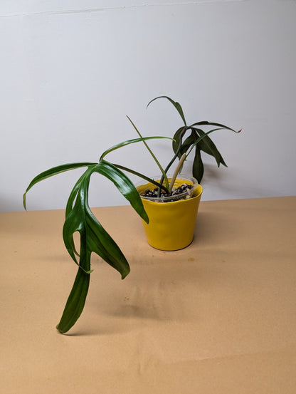 Philodendron Quercifolium / uncommon philodendron