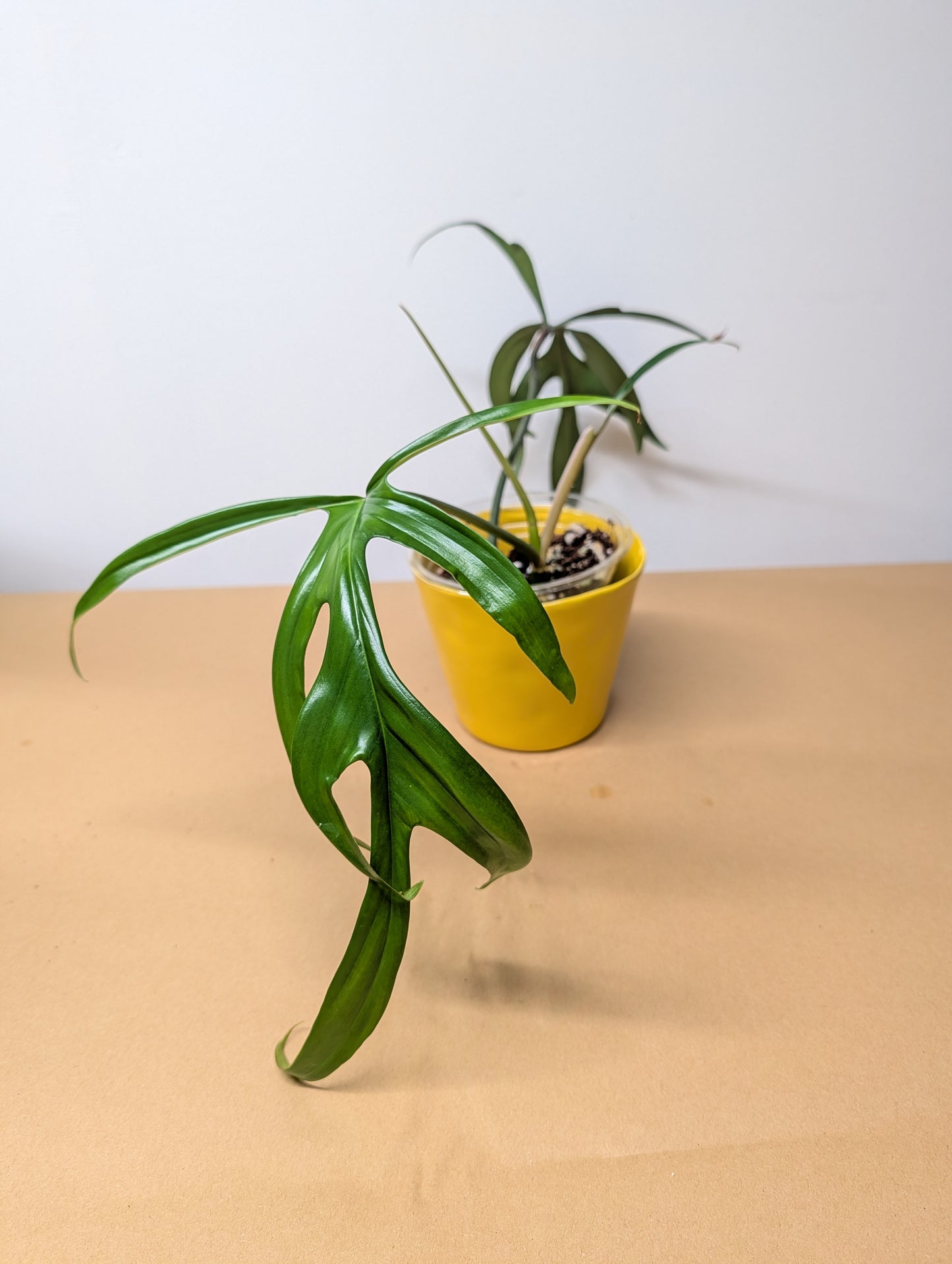 Philodendron Quercifolium / uncommon philodendron