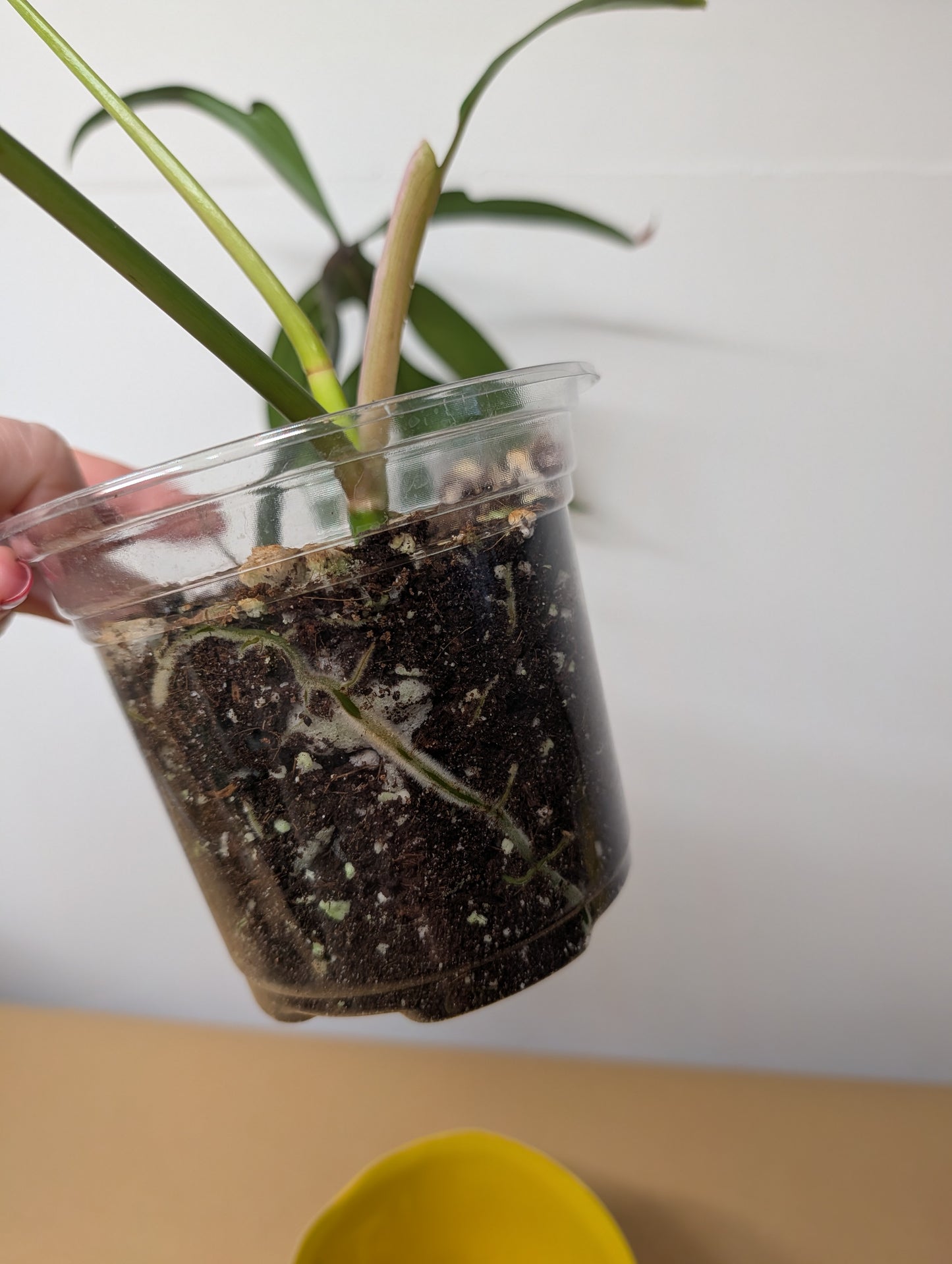 Philodendron Quercifolium / uncommon philodendron