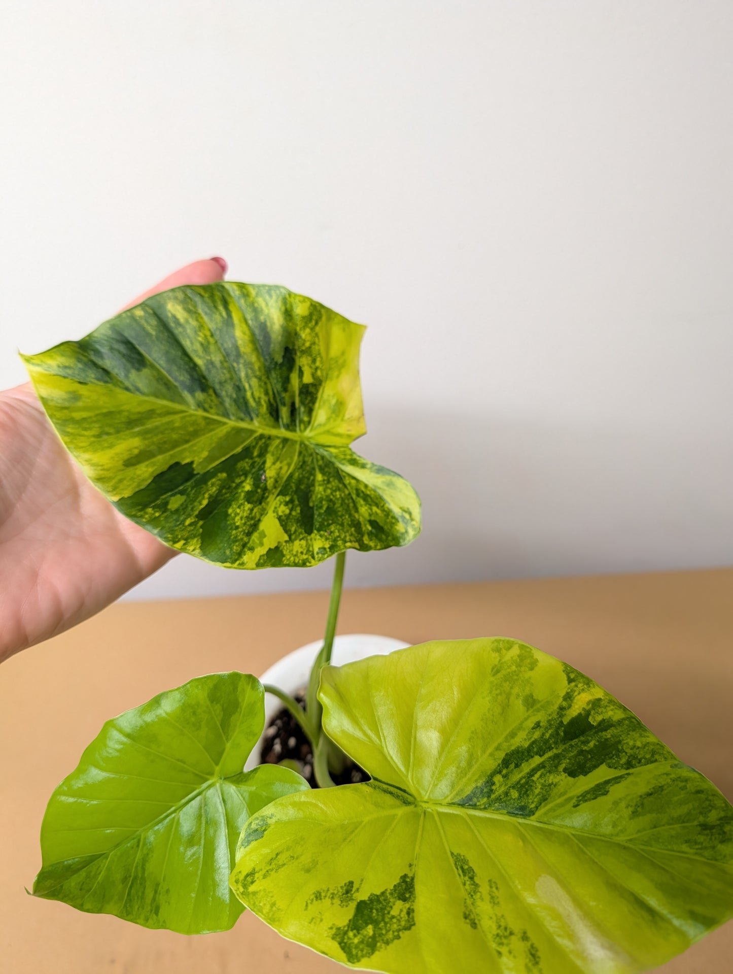 Alocasia odora yellow mint variegated / with a baby