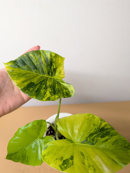 Alocasia odora yellow mint variegated / with a baby