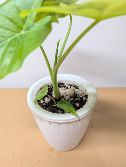 Alocasia odora yellow mint variegated / with a baby