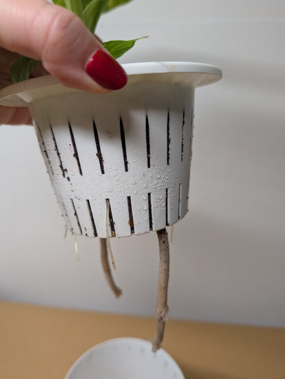 Alocasia odora yellow mint variegated / with a baby