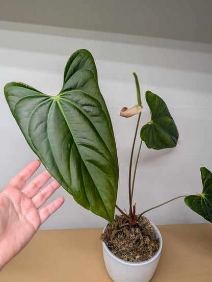 Anthurium Amazon Rabbit /pickup or delivery