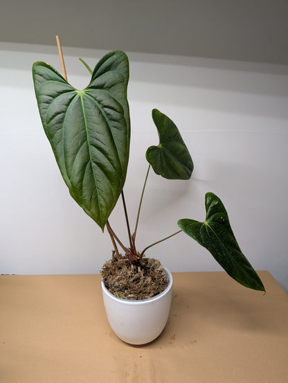 Anthurium Amazon Rabbit /pickup or delivery