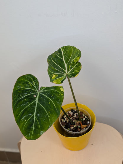 Philodendron gloriosum tricolor