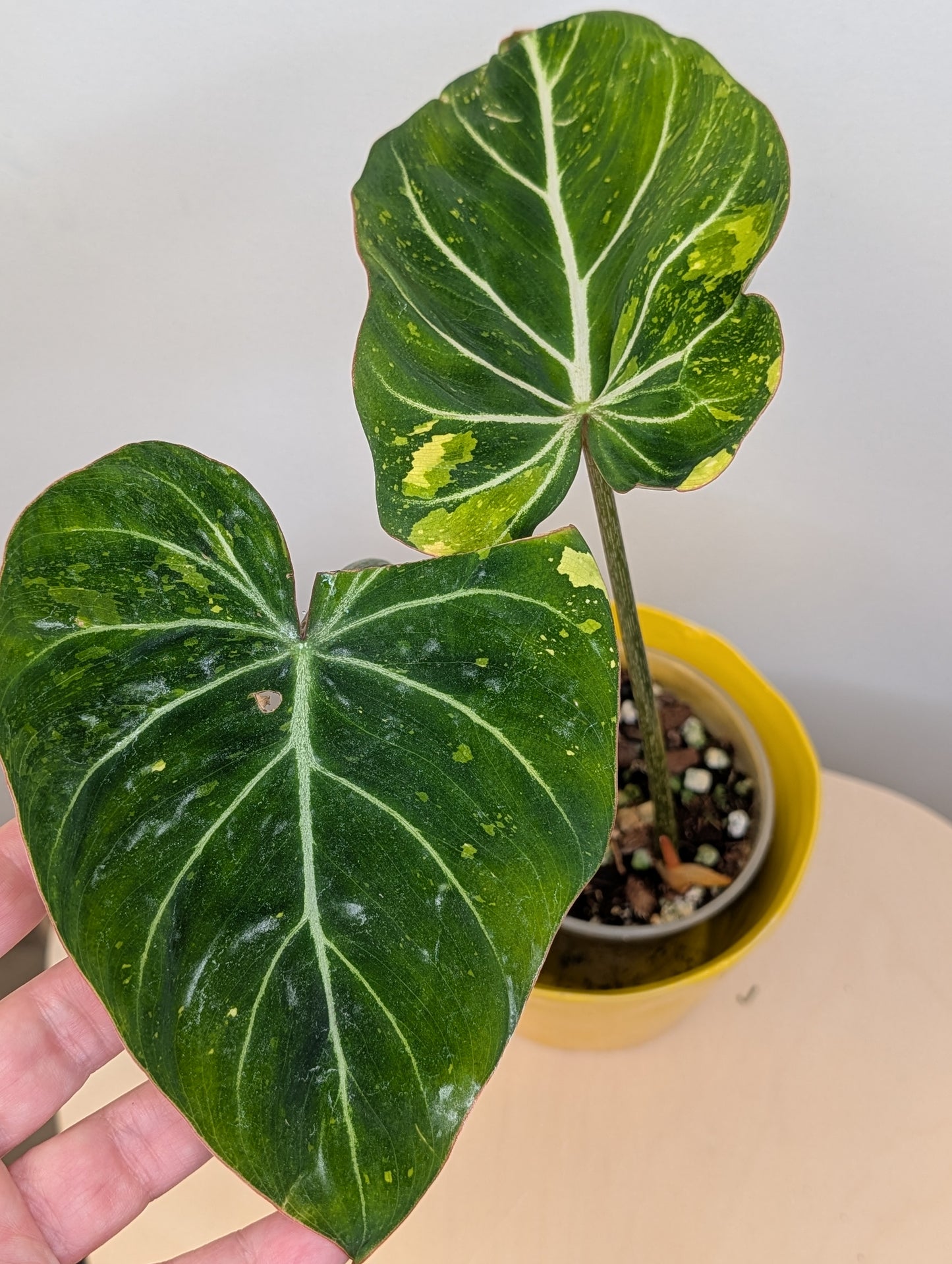 Philodendron gloriosum tricolor