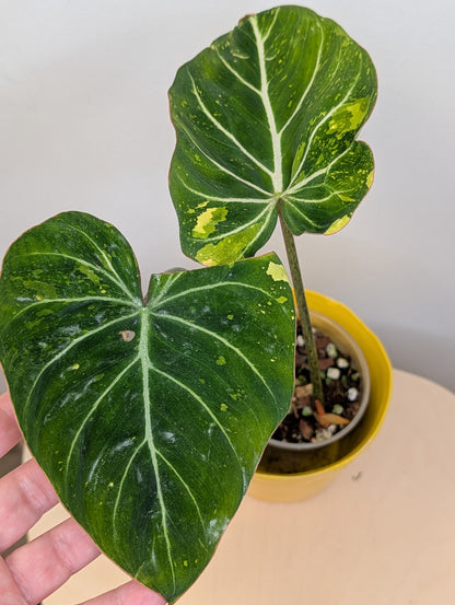 Philodendron gloriosum tricolor