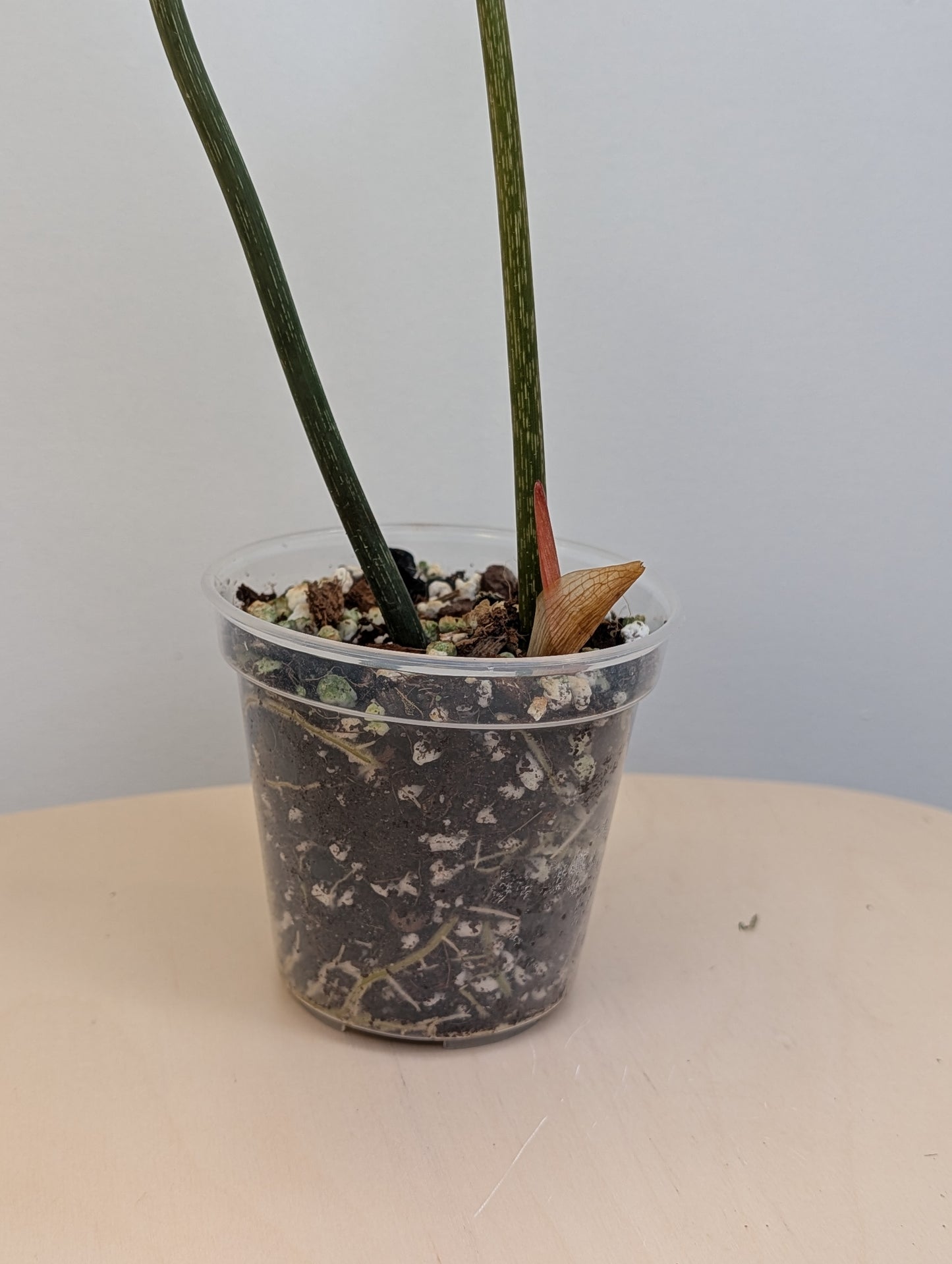 Philodendron gloriosum tricolor