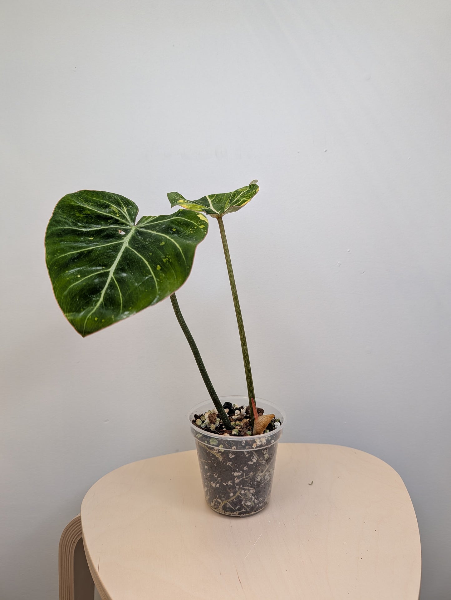 Philodendron gloriosum tricolor