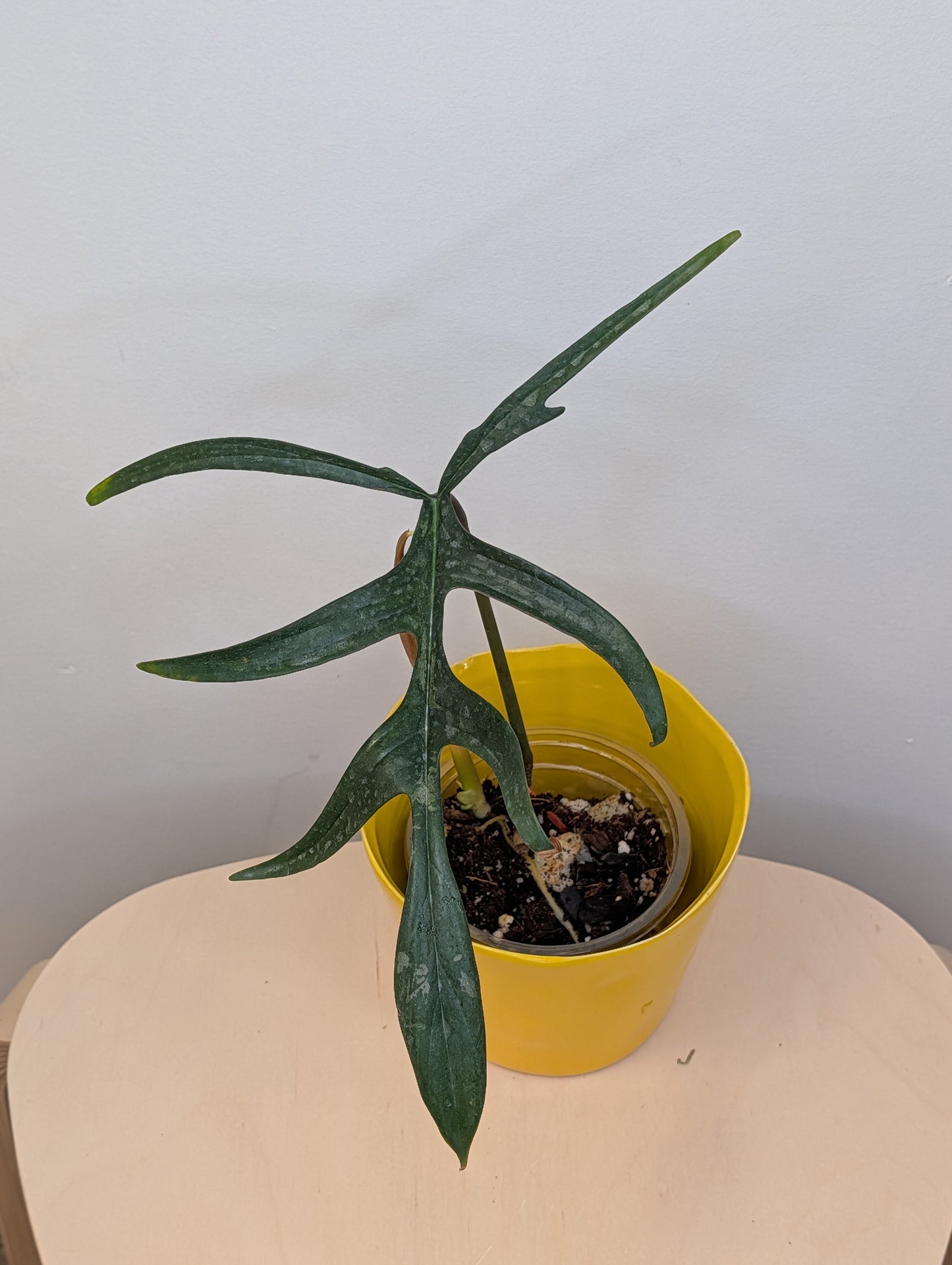 Philodendron Quercifolium / uncommon philodendron