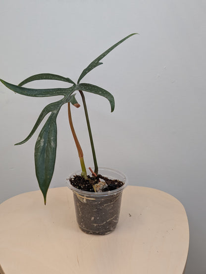 Philodendron Quercifolium / uncommon philodendron