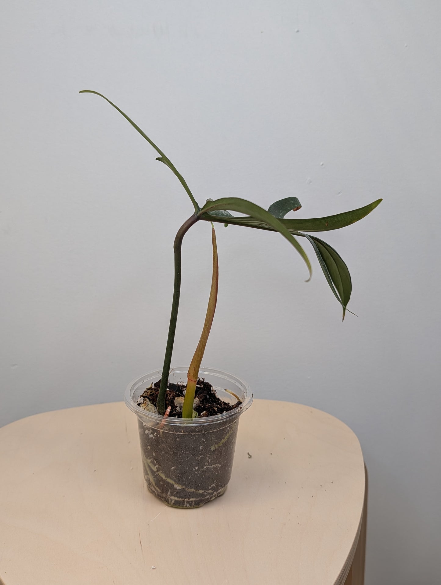 Philodendron Quercifolium / uncommon philodendron