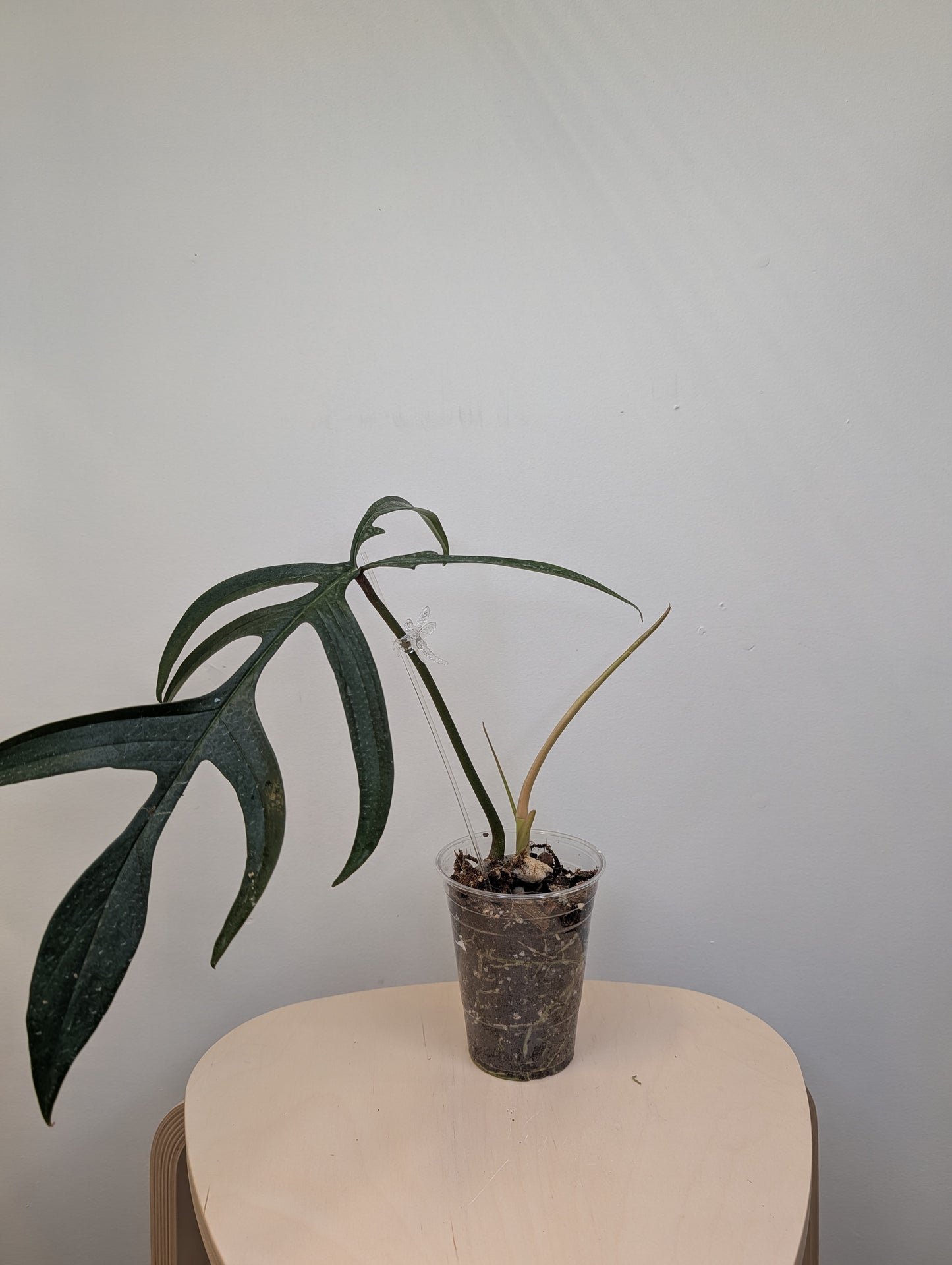 Philodendron Quercifolium / uncommon philodendron