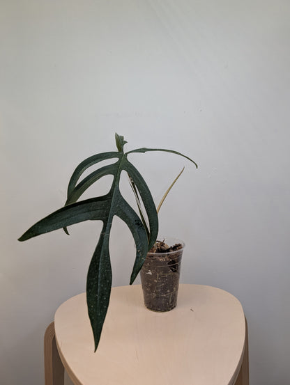 Philodendron Quercifolium / uncommon philodendron