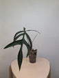 Philodendron Quercifolium / uncommon philodendron