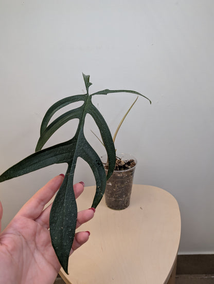 Philodendron Quercifolium / uncommon philodendron